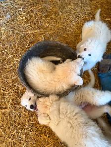 Maremma Livestock Guardian Pups - Photo 6