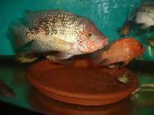 FOR SALE 2 MALE RED TEXAS BOTH $100 - Photo 2