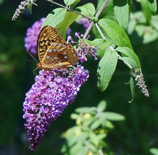 Butterfly Bush