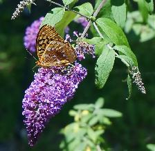 Butterfly Bush