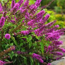 Butterfly Bush - Photo 2