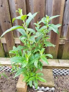 Butterfly Bush - Photo 3