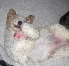 Golden Doodle Puppies - Photo 3