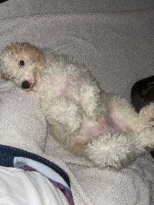 Golden Doodle Puppies - Photo 4
