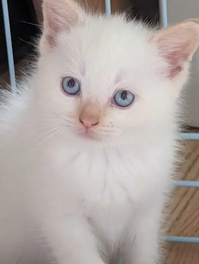 last ragdoll boy left