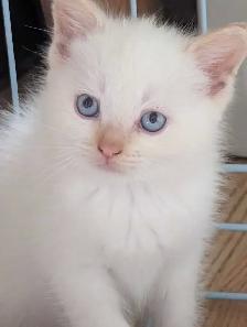 last ragdoll boy left