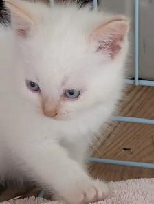 last ragdoll boy left - Photo 2