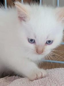 last ragdoll boy left - Photo 3