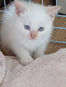 last ragdoll boy left - Photo 4