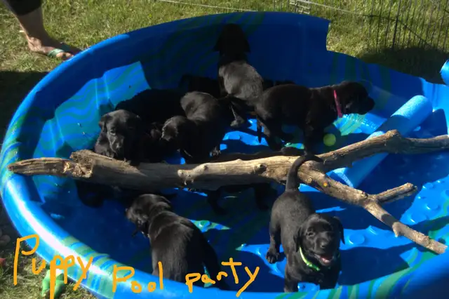 Purebred Black Lab Retrievers Puppies