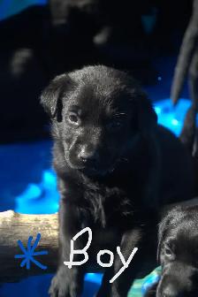 Purebred Black Lab Retrievers Puppies - Photo 2