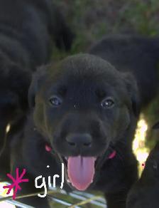 Purebred Black Lab Retrievers Puppies - Photo 3