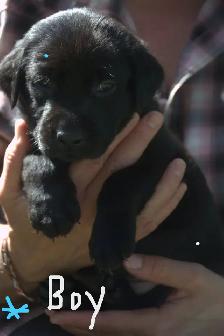 Purebred Black Lab Retrievers Puppies - Photo 4