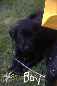 Purebred Black Lab Retrievers Puppies - Photo 5