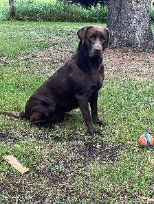 Purebred Black Lab Retrievers Puppies - Photo 6