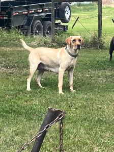 Purebred Black Lab Retrievers Puppies - Photo 7