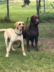 Purebred Black Lab Retrievers Puppies - Photo 8