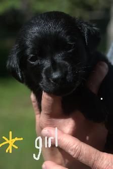 Purebred Black Lab Retrievers Puppies - Photo 9