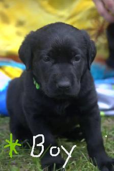 Purebred Black Lab Retrievers Puppies - Photo 10