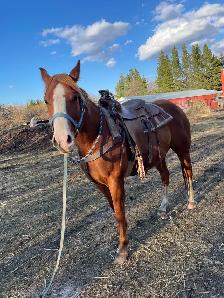 6 year old gelding for sale