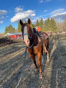 6 year old gelding for sale - Photo 2