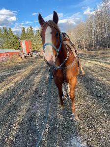 6 year old gelding for sale - Photo 3