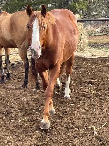 6 year old gelding for sale - Photo 4