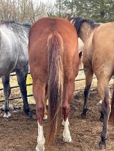 6 year old gelding for sale - Photo 5