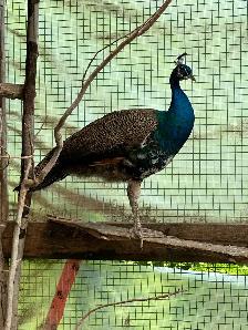 Young Male Peacock