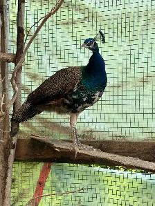 Young Male Peacock - Photo 2