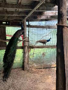 Young Male Peacock - Photo 3