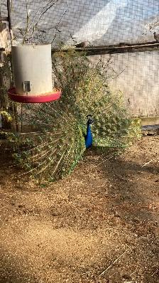 Young Male Peacock - Photo 4