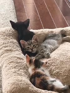 6 week old kittens. - Photo 2