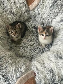 6 week old kittens. - Photo 3