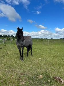 KD STREAKN BLUE - Photo 3