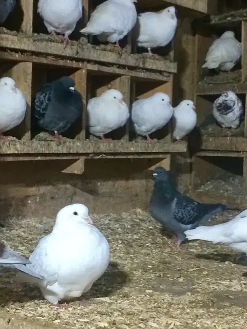 Utility King Pigeons