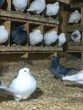 Utility King Pigeons