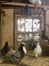 Utility King Pigeons - Photo 2