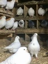Utility King Pigeons - Photo 3