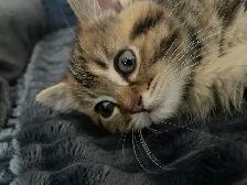 2 kittens available prestigious cats - Photo 2