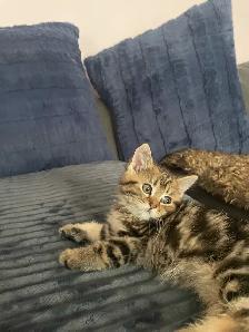2 kittens available prestigious cats - Photo 4