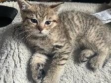 2 kittens available prestigious cats - Photo 5