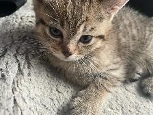 2 kittens available prestigious cats - Photo 10