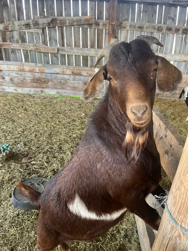 2 Goat Bucks for sale