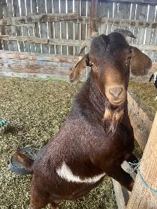 2 Goat Bucks for sale