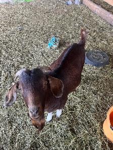 2 Goat Bucks for sale - Photo 2