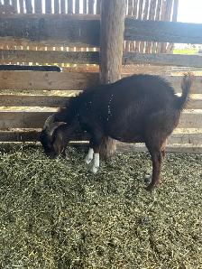 2 Goat Bucks for sale - Photo 3