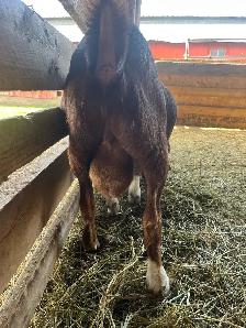 2 Goat Bucks for sale - Photo 4