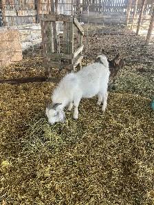 2 Goat Bucks for sale - Photo 5