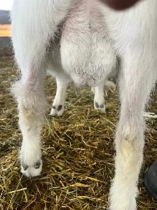 2 Goat Bucks for sale - Photo 6